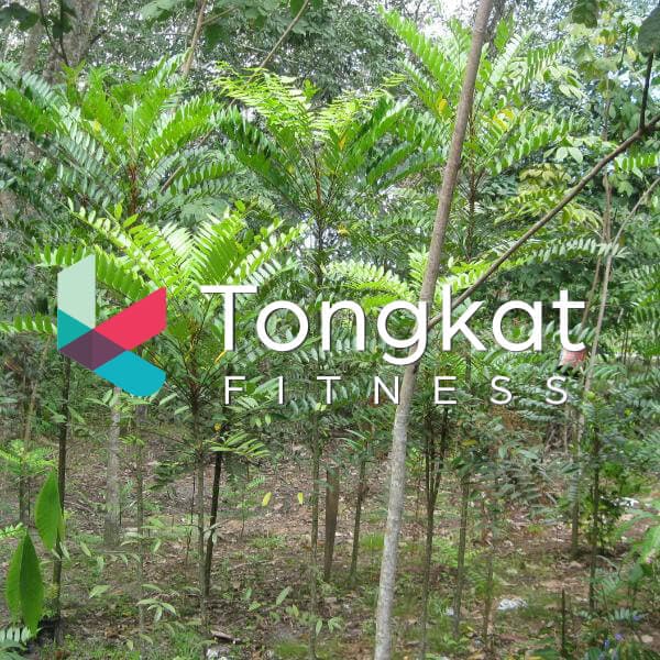 Tongkat Ali trees